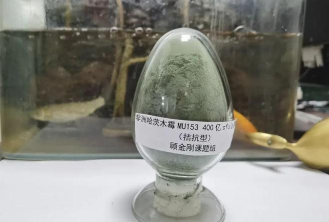 2024年千项优秀农业科技成果一株非洲哈茨木霉MU153及其应用(图1)