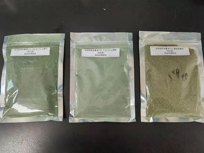 2024年千项优秀农业科技成果一株非洲哈茨木霉MU153及其应用(图2)