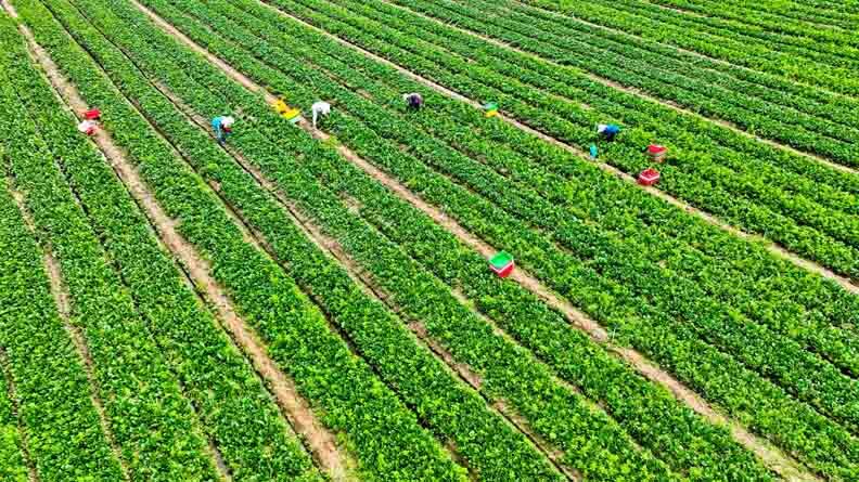 张掖甘州：有机蔬菜收获忙(图2)