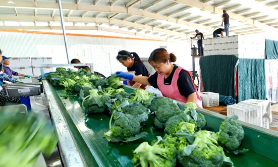 张掖甘州：有机蔬菜收获忙(图8)