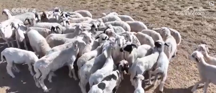 从革命老区到塞上明珠特色产业绘就经济蓬勃向上新画卷(图3)