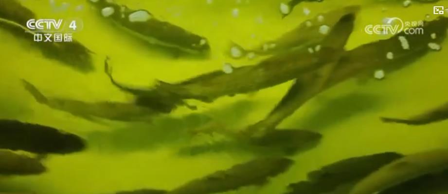 从革命老区到塞上明珠特色产业绘就经济蓬勃向上新画卷(图2)