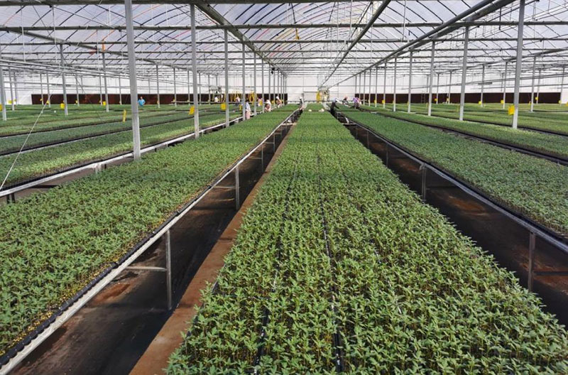 “云菜”不“菜”！(图1)