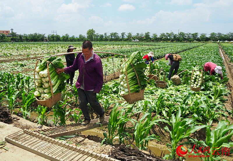 “云菜”不“菜”！(图2)