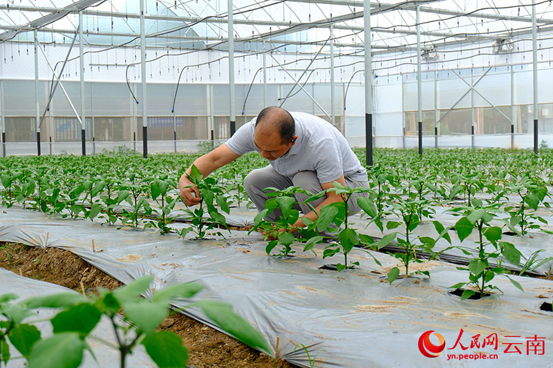 “云菜”不“菜”！(图5)