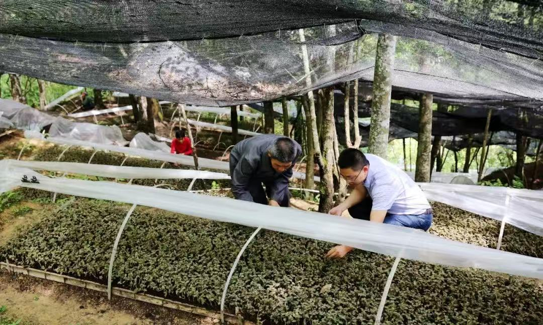 国际森林日丨2024年我国森林食物产量超2亿吨如何向要食物?(图3)