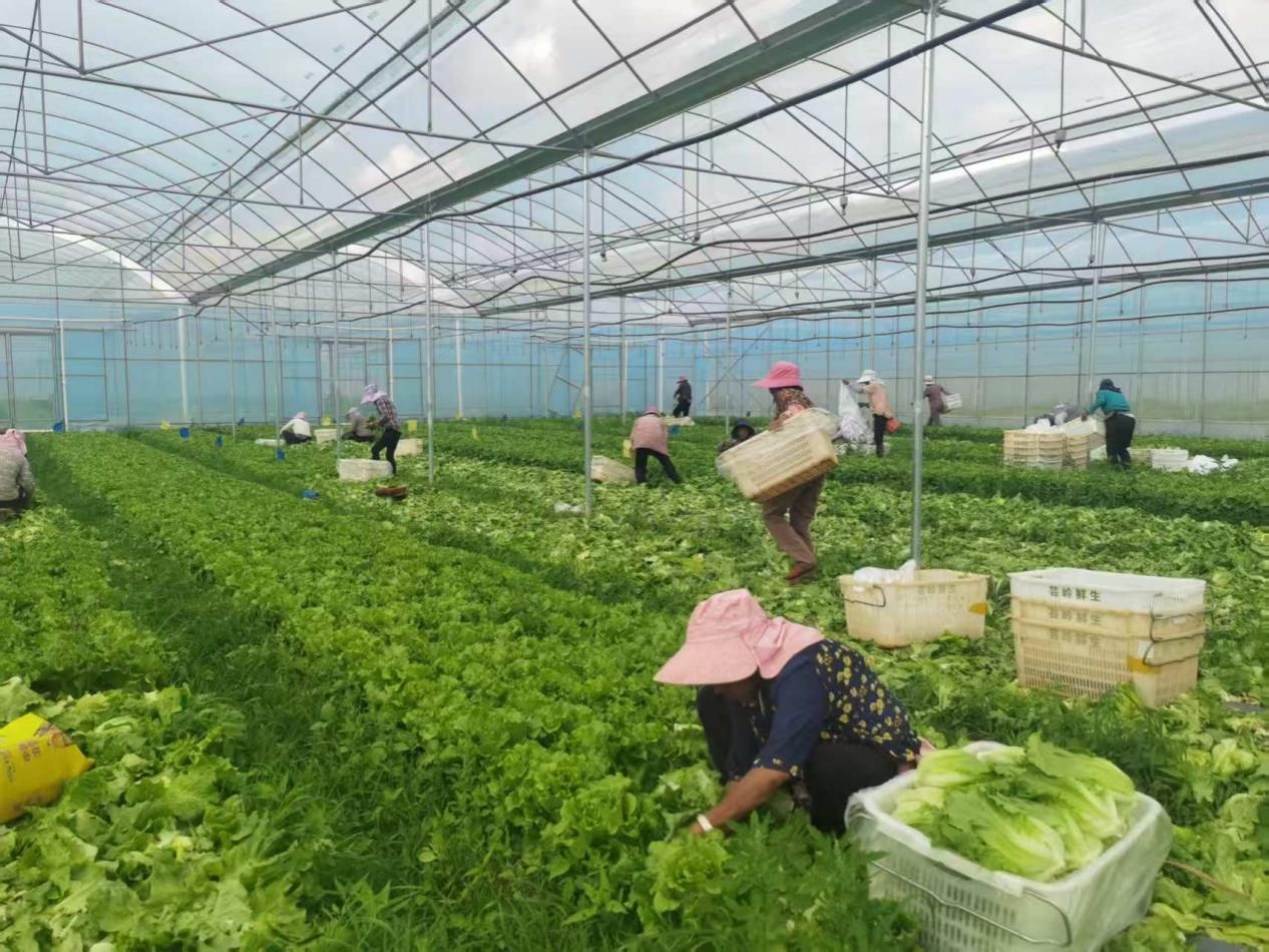 插甸镇：稳就业“组合拳”激活发展新动能(图1)