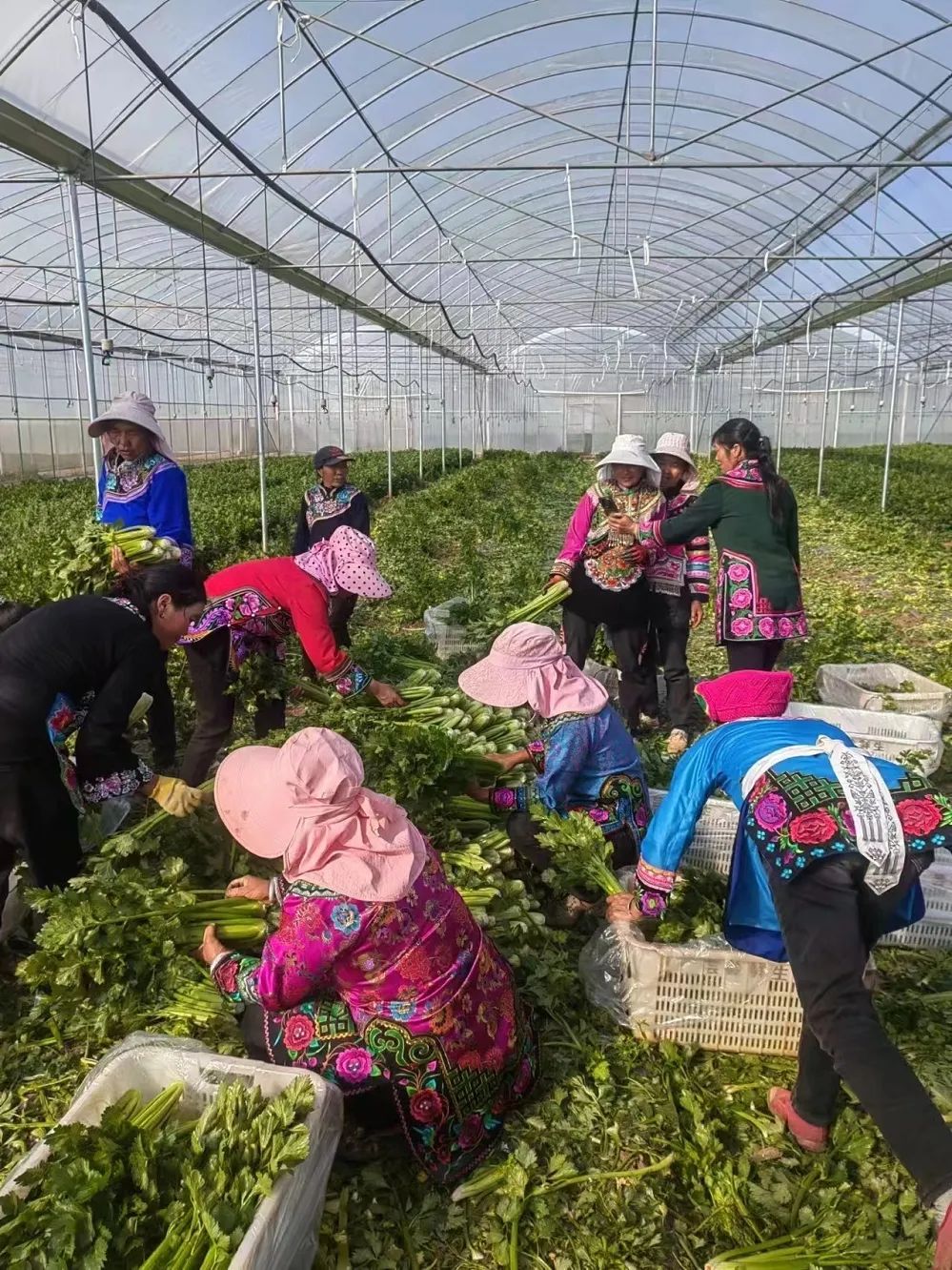 插甸镇：稳就业“组合拳”激活发展新动能(图4)