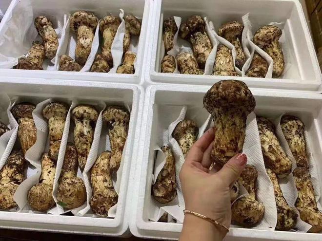 834%！甘孜州发布首期松茸有机指数(图2)