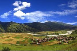 834%！甘孜州发布首期松茸有机指数(图3)