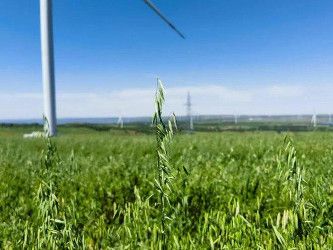 从田间到餐桌全谷物食品加速“上位”(图2)