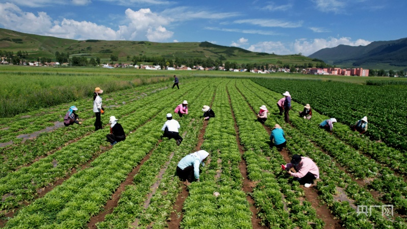 青海互助：高原特色冷凉蔬菜供港首发(图1)