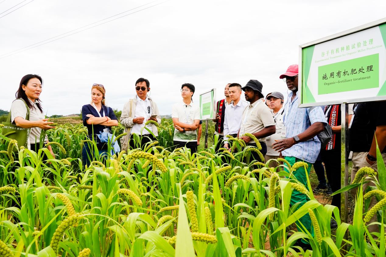山西灵丘产才融合激活乡村振兴“一池春水”(图2)
