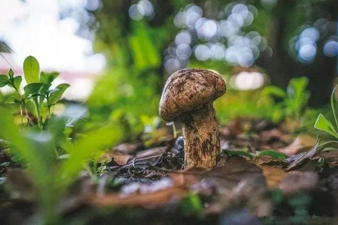 独具“孜”味！雅江松茸香飘农博会(图4)