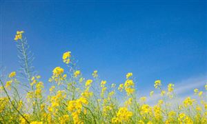 有机农业行业深度分析2024(图4)