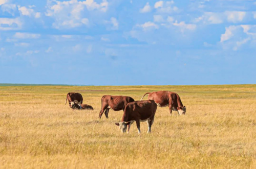 供应链差异化突围:Ol精品超市的高端业态进阶之路(图5)