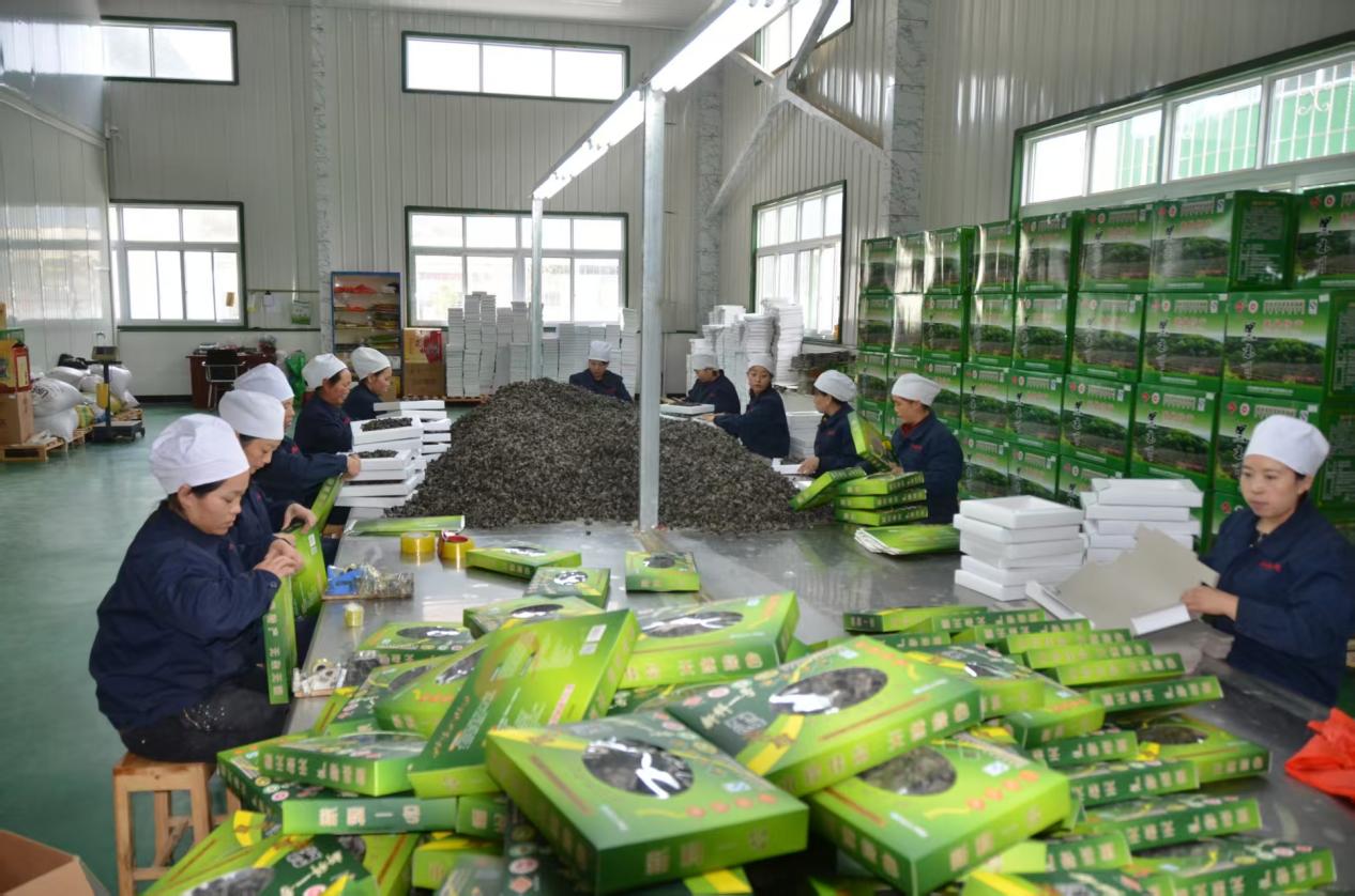 从各自为政到共同富裕——康县省级现代农业产业园的振兴探索(图3)