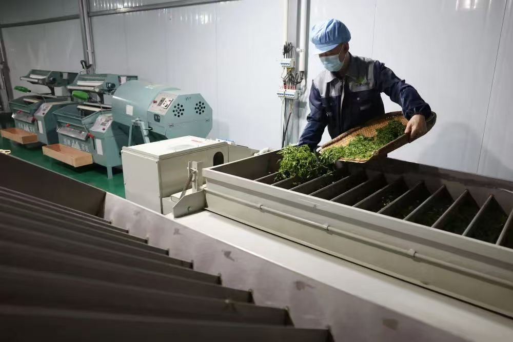 从各自为政到共同富裕——康县省级现代农业产业园的振兴探索(图4)