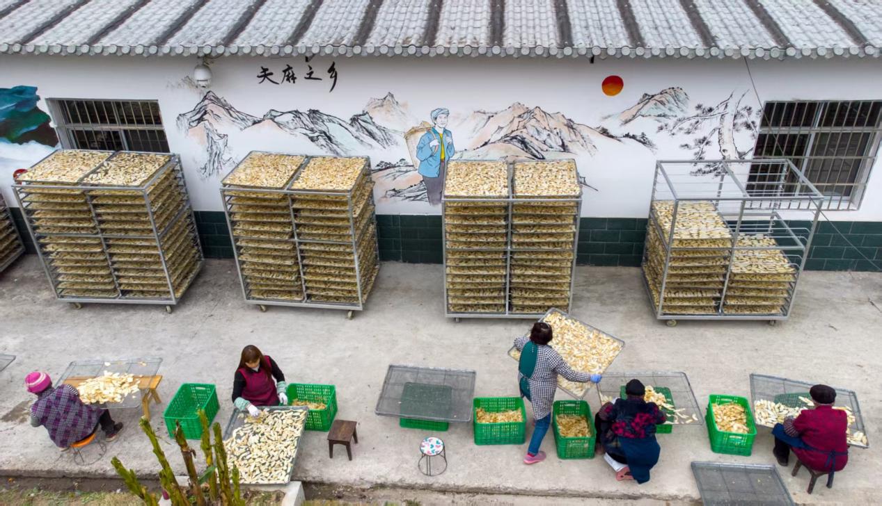 从各自为政到共同富裕——康县省级现代农业产业园的振兴探索(图7)