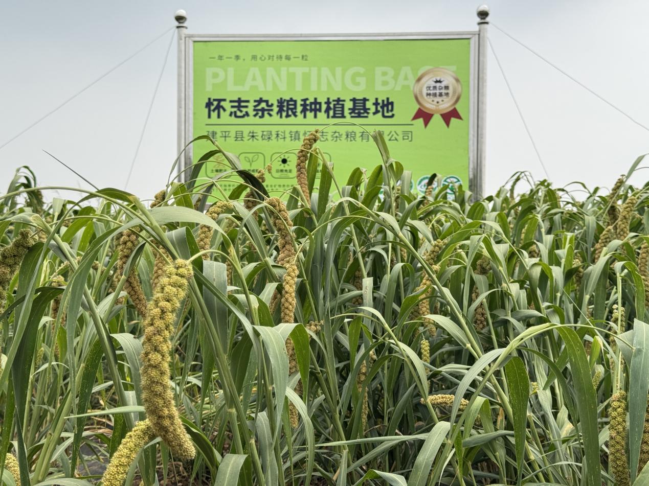 辽宁朝阳：小杂粮“链”出大产业(图1)