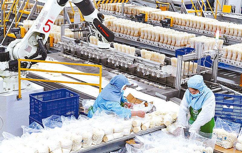 一颗金针菇的“工业革命”(图1)