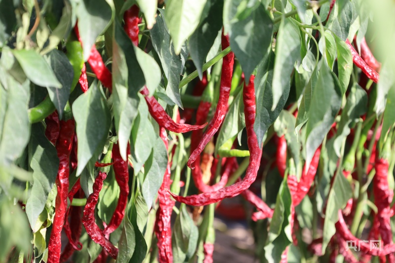 祁连山下是我家丨甘肃高台“蔬”写富民经(图2)