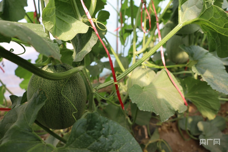 祁连山下是我家丨甘肃高台“蔬”写富民经(图1)