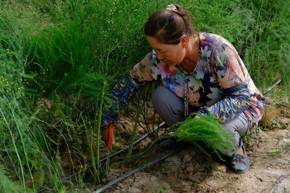 “鲜”风拂绿洲“甜”果出天山——感受南疆特色农业新脉动(图1)
