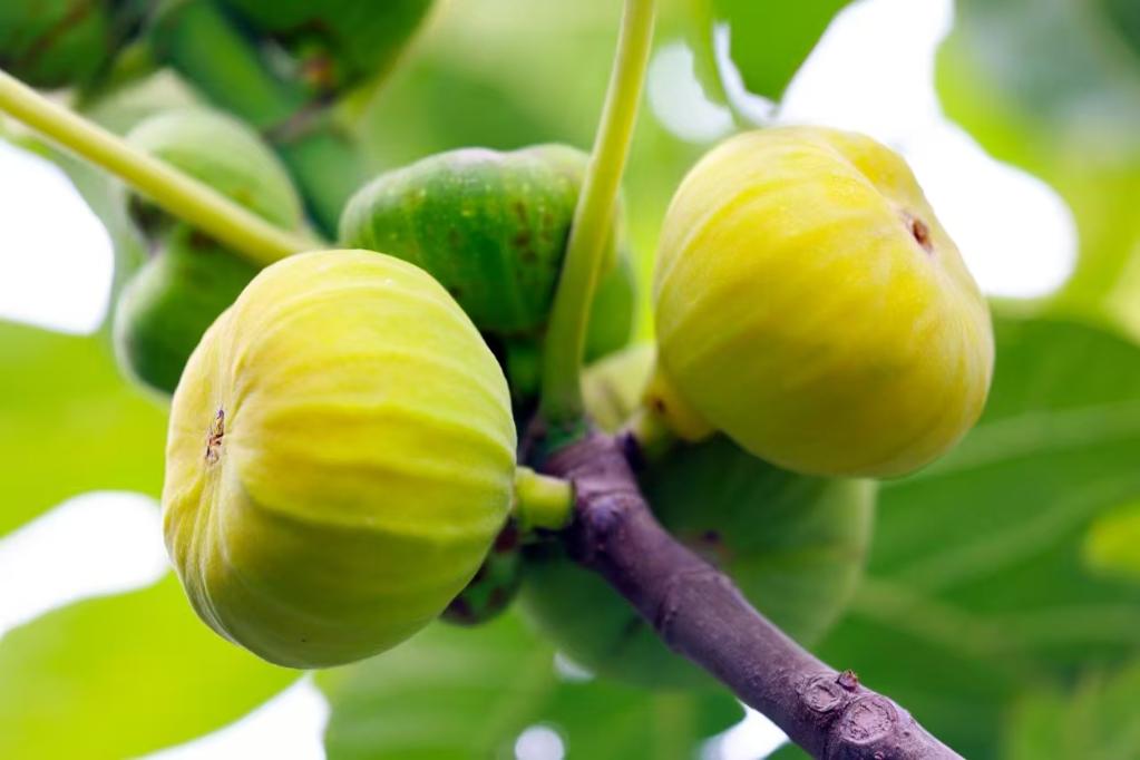 “鲜”风拂绿洲“甜”果出天山——感受南疆特色农业新脉动(图2)