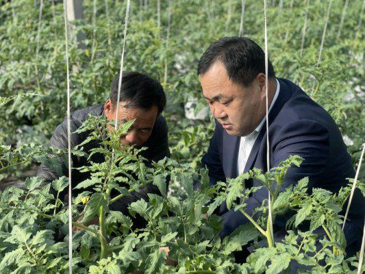 强农先锋丨崔玉禄：崔岭西村“蔬”写传奇(图1)