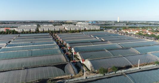 强农先锋丨崔玉禄：崔岭西村“蔬”写传奇(图4)