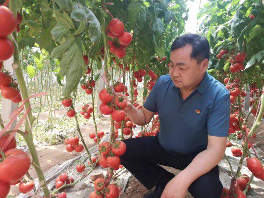 强农先锋丨崔玉禄：崔岭西村“蔬”写传奇(图2)