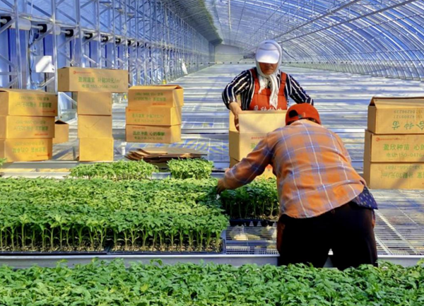 京蒙协作：发挥北京三大优势打造蔬菜特色产业(图1)