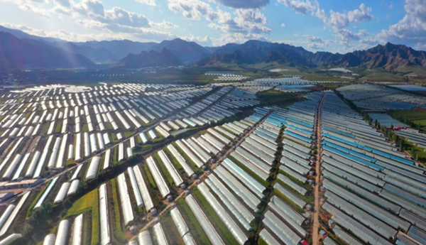 京蒙协作：发挥北京三大优势打造蔬菜特色产业(图2)