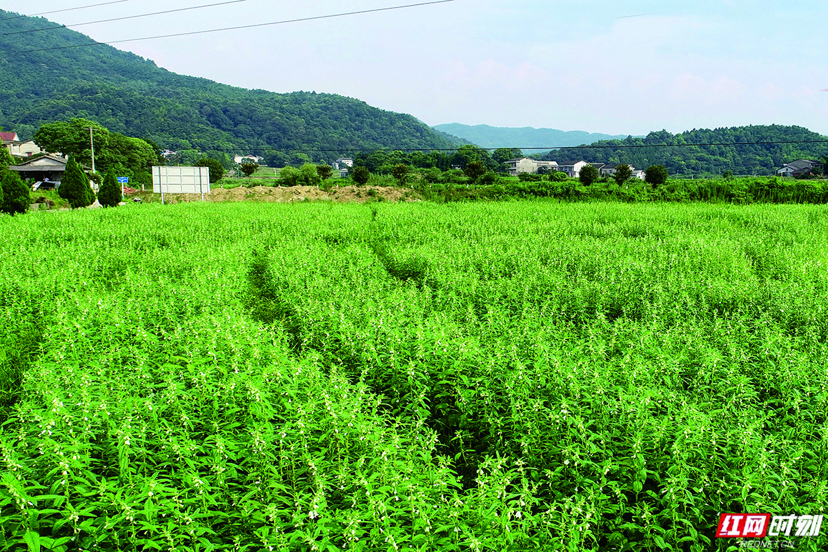 绿色印记岁月沉香丨匠心长康：绿色的坚守与腾飞(图1)