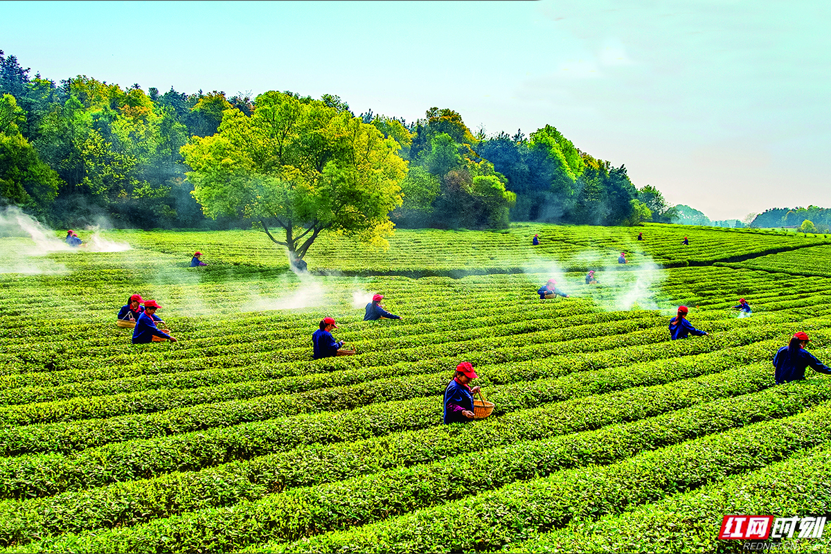 绿色印记岁月沉香丨匠心长康：绿色的坚守与腾飞(图2)