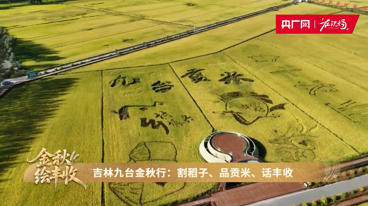 金秋绘丰收丨昔日“皇粮”九台贡米端上百姓餐桌(图1)
