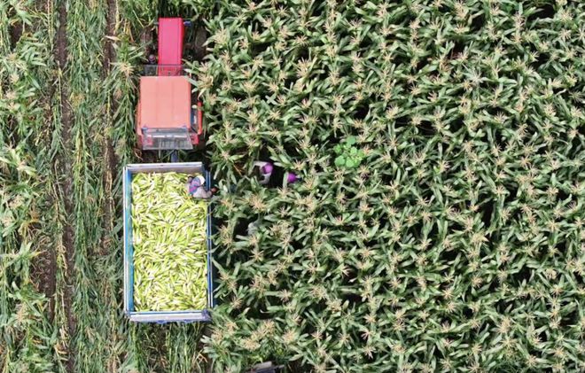 听“十四五”答卷|饭碗端得更牢餐桌更加丰富(图7)