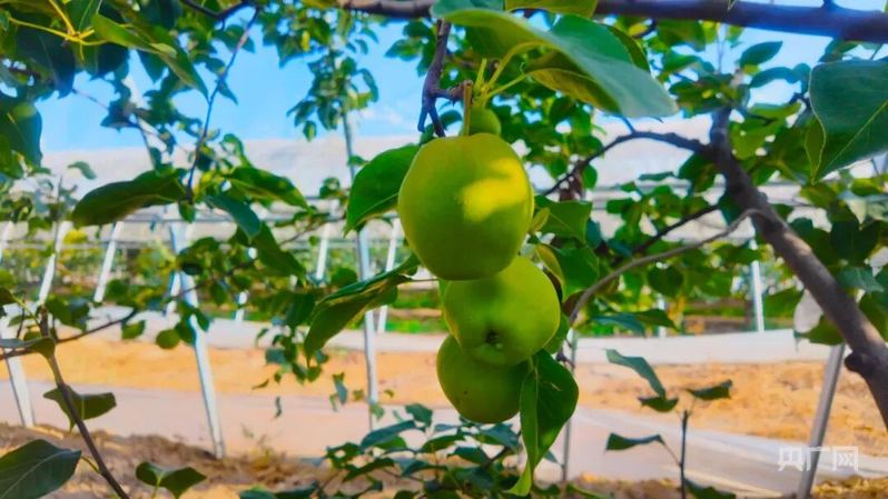 绘就“三农”新画卷奏响乡村振兴丰收曲(图3)