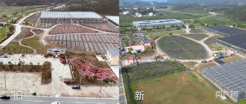 远山的回响｜绿水青山生“金果”江西宜黄“北果南移”的破壁之路(图1)