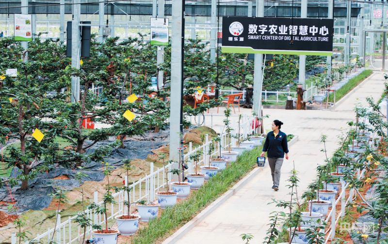 远山的回响｜绿水青山生“金果”江西宜黄“北果南移”的破壁之路(图5)