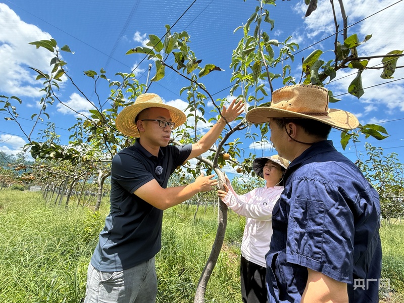 远山的回响｜绿水青山生“金果”江西宜黄“北果南移”的破壁之路(图7)