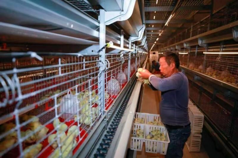 阆中健佳农业科技有限公司蛋鸡产业园项目开园仪式在思依镇龙庙河村举行(图2)