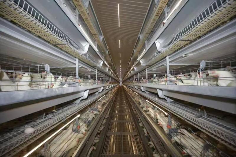 阆中健佳农业科技有限公司蛋鸡产业园项目开园仪式在思依镇龙庙河村举行(图1)