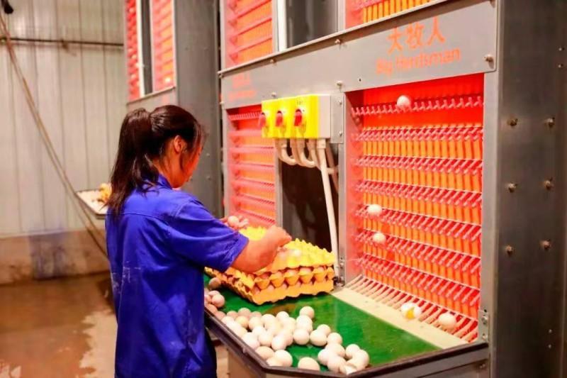 阆中健佳农业科技有限公司蛋鸡产业园项目开园仪式在思依镇龙庙河村举行(图4)