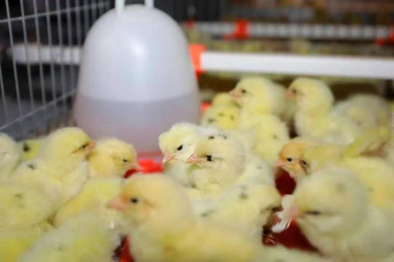 阆中健佳农业科技有限公司蛋鸡产业园项目开园仪式在思依镇龙庙河村举行(图3)