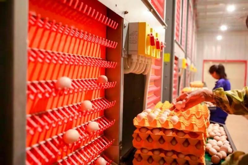 阆中健佳农业科技有限公司蛋鸡产业园项目开园仪式在思依镇龙庙河村举行(图5)