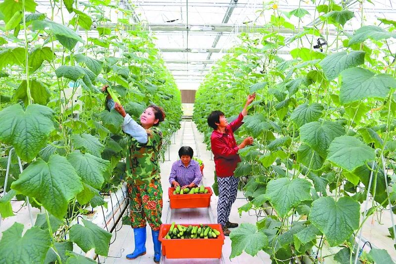 锚定目标再发力全力打赢经济发展翻身仗——西充提升有机农业“含金量”(图3)