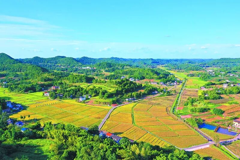 锚定目标再发力全力打赢经济发展翻身仗——西充提升有机农业“含金量”(图1)