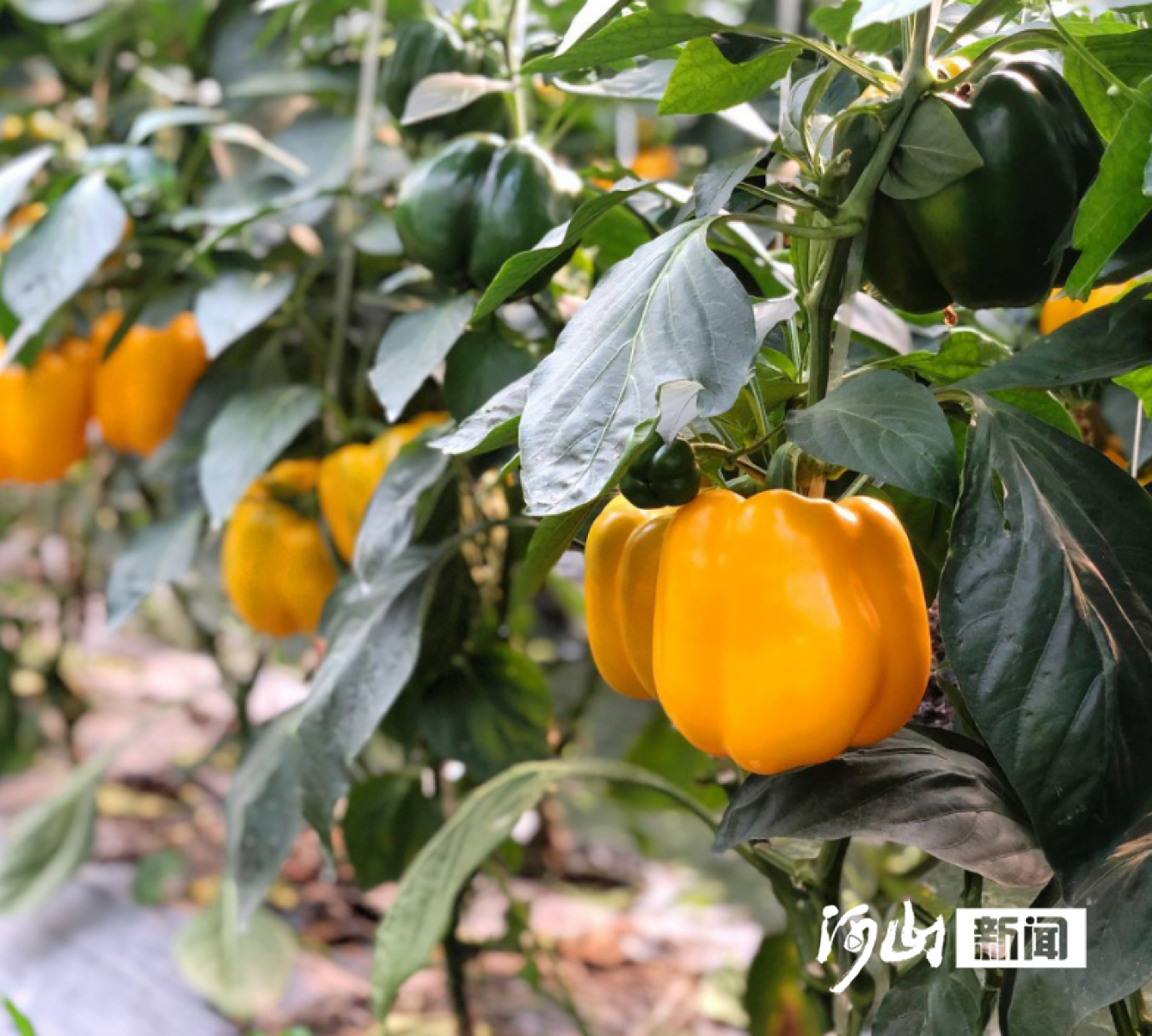 秋收新“绿”——看张家口市有机农业如何点“土”成金(图1)